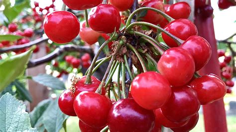 Growing Cherry Tree In Pots Container