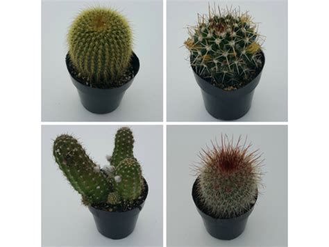 Cacti Assortment | Cacti, Cactus, Plants, Gardening | Blooming Secrets