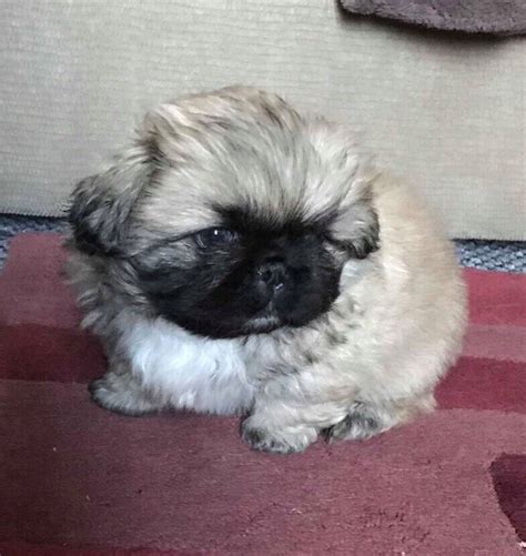 Pekingese Pups For Sale In Larne County Antrim Gumtree