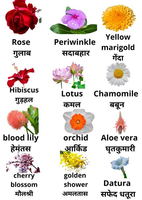 10 Flowers Name In English To Hindi Best Flower Site