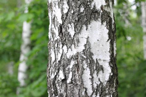 Árvores De Vidoeiro Branco Bonitas Na Mola Na Floresta Foto de Stock