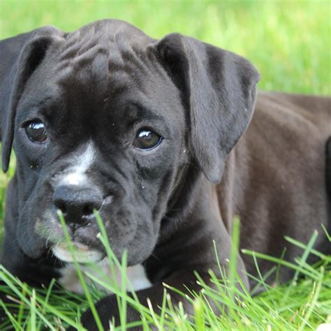 Why is My Boxer Puppy Eating Grass?