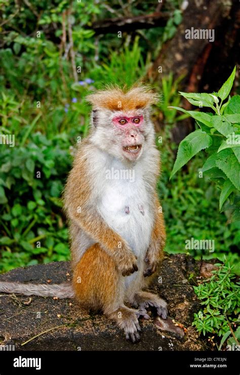 Toque Macaque Macaca Sinica Sri Lanka Stock Photo Alamy