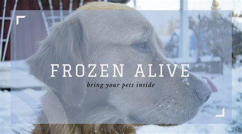 Frozen alive: bring your pets inside during cold weather