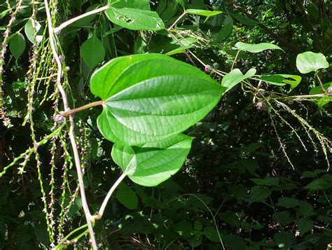 Dioscorea Bulbifera Dioscoreaceae