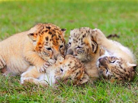 Liger Cubs at Myrtle Beach Safari