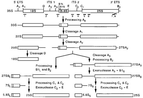 The Major Pre Rrna Processing Pathways In S Cerevisiae The 35s