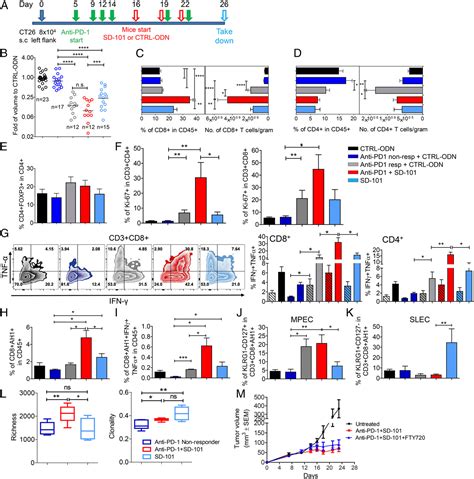 Figure From Intratumoral Injection Of A Cpg Oligonucleotide Reverts