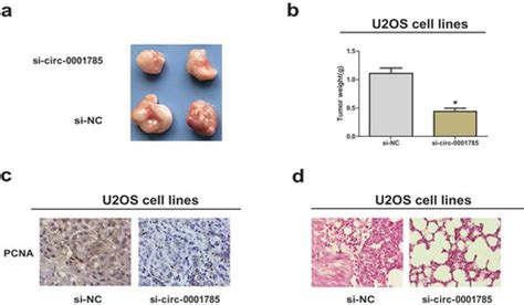 Full Article Circular Rna Regulates The Pathogenesis Of