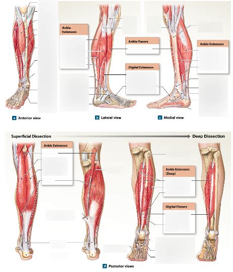 Week 8 - Muscles that move the ankle, foot, and toes Diagram | Quizlet