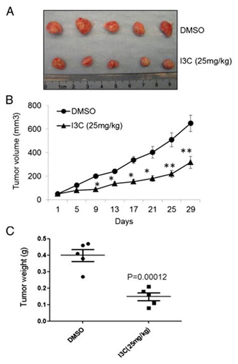 I3C Suppresses Tumor Growth In Nude Mice Athymic Nude Mice Bearing