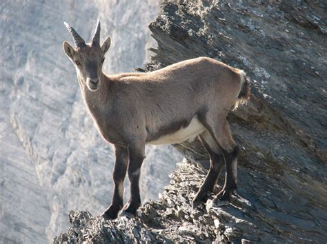 Pyrenean Ibex Extinct in 2000 - EU Conservation Failure - David Marinelli