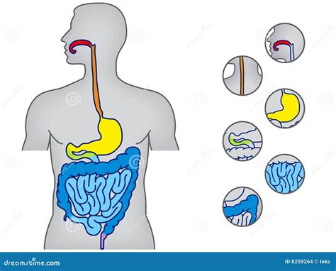 Menselijk Spijsverteringsstelsel Stock Afbeeldingen Beeld 8259264