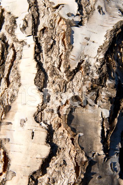 Birch Tree Bark Stock Photo | Royalty-Free | FreeImages