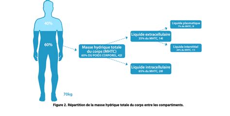 Eau Et Hydratation Bases Physiologiques Chez Ladulte Hydration For