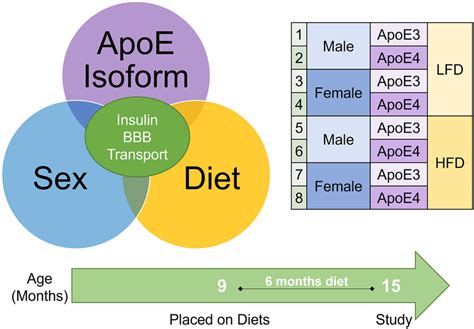 Schematic Of The Experimental Design And Interaction Between Apoe Download Scientific Diagram