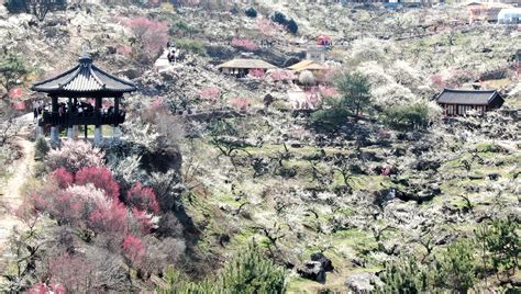 포토타임 남녘에 찾아온 봄의 전령사 활짝광양매화축제 개막 중앙일보