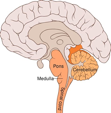 ملف Brain bulbar region svg المعرفة