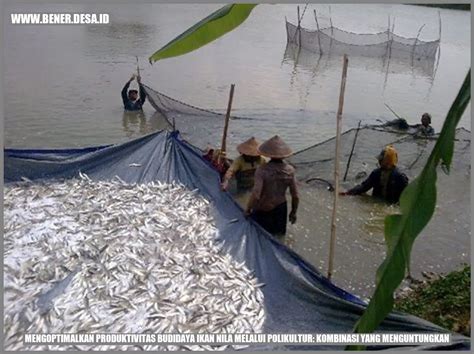 Mengoptimalkan Produktivitas Budidaya Ikan Nila Melalui Polikultur