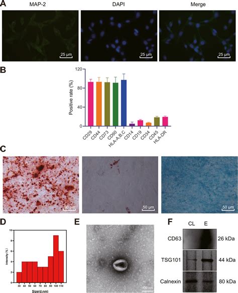 Successful Isolation Of Primary Neurons Adscs And Adsc Exos A The