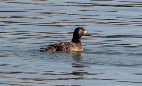 Surf Scoter Melanitta Perspicillata A Photo On Flickriver