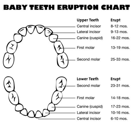 Baby-teeth-eruption-chart - Dr. Surya & Associates