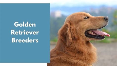 Golden Retriever Breeders | Golden Retriever Puppies for Sale - AnimalFate