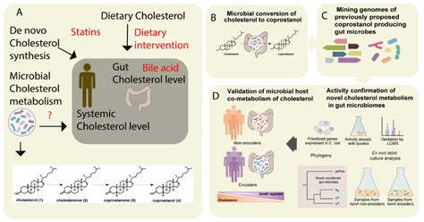 Metabolites Free Full Text Linking Gut Microbiome And Lipid