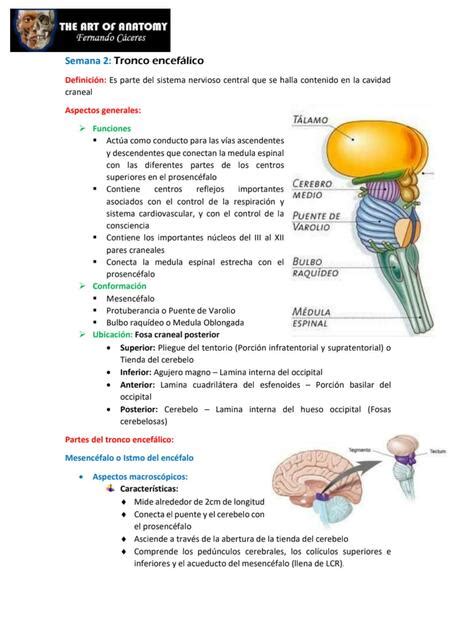 Tronco Encefálico BONIE KIMBERLY CASTRO SANDOVAL uDocz