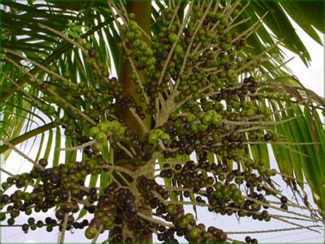 Acai Palm - Euterpe Oleracea | Medicinal Plants Center