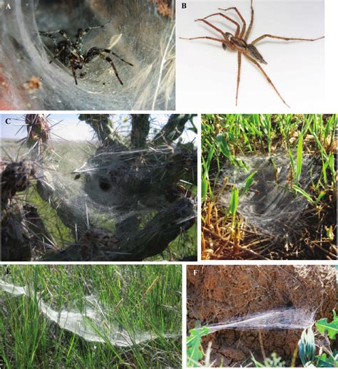 Agelenopsis spiders and diversity of web architecture. A) Juvenile ...