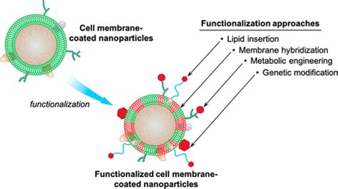 Emerging Approaches To Functionalizing Cell Membrane Coated