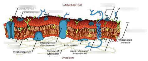 Cell Membrane Diagram Quizlet