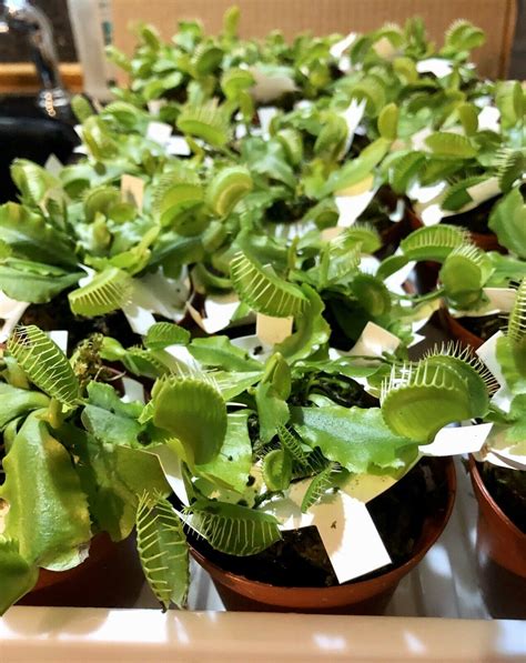 Adult Venus Flytrap Potted Dionaea Muscipula Fly Trap Plant Etsy