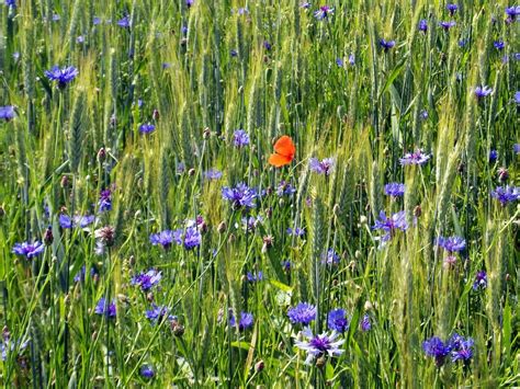 Kornblumen Mohnblume Feld Kostenloses Foto Auf Pixabay Pixabay