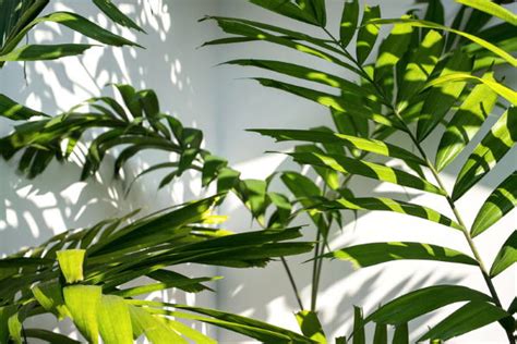 Small Palm Trees to Grow Indoors - Types of Palms and Buying Tips