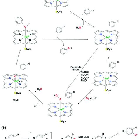 A Established Catalytic Cycle For Arene Oxidation Is Catalyzed By