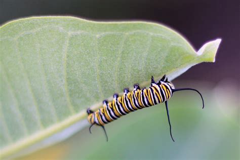 Top 14 Poisonous Caterpillars in the World - Animal Hype