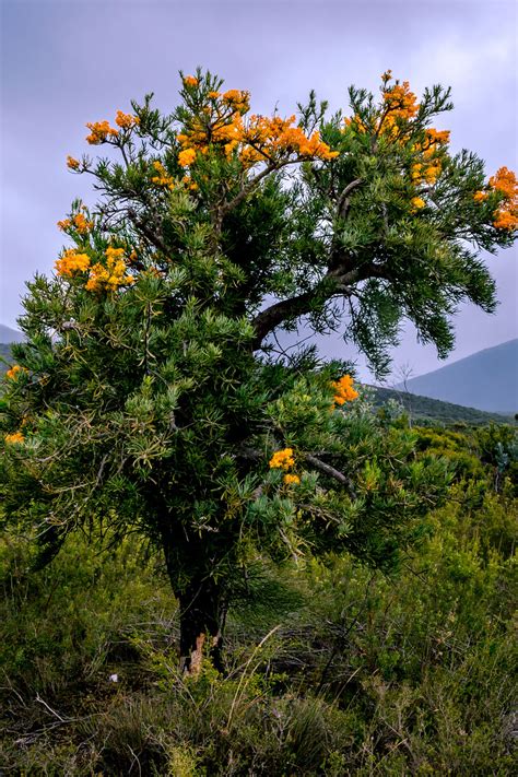 Australian Christmas Tree: The Story Of Australia's Unique Tree ...