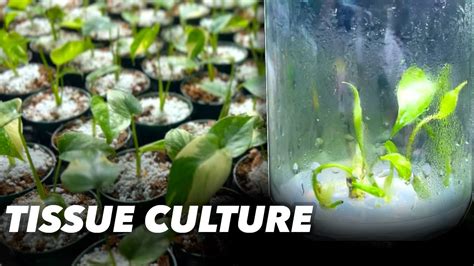 The Future Of Houseplants Tissue Culture TC YouTube