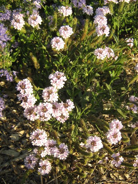 Verbena rigida BARE ROOTED – Trigg Plants