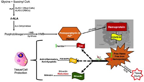 The Porphyrin Synthesis Pathway In Relation To Covid The Porphyrin