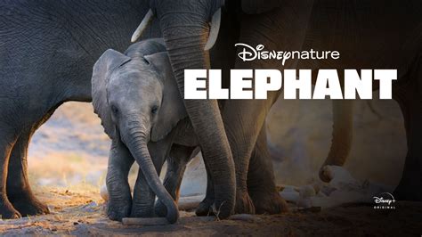 Watch Movie Elephant Only on Watcho