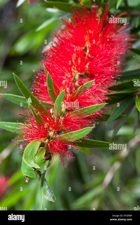 Weeping Bottlebrush Melaleuca Viminalis Flowers Carrington