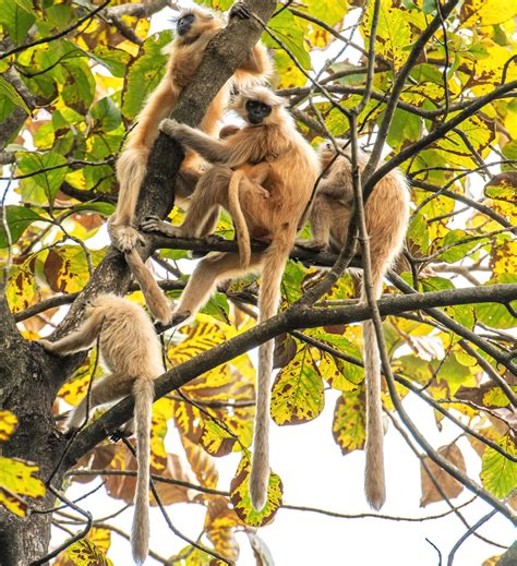 Golden langur threatened by lack of suitable habitat