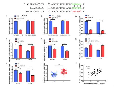 Plscr Was The Target Gene Of Mirna P A Binding Site In Plscr