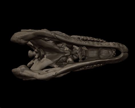 Carnotaurus Skull on Behance