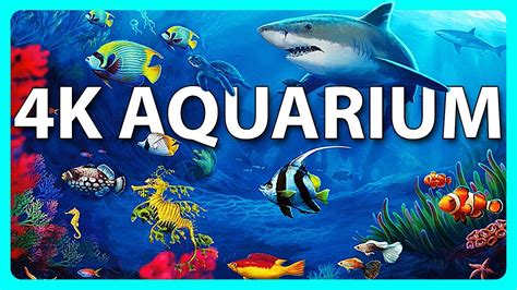 The Best 4K Aquarium for Relaxation 🐠 Relaxing Oceanscapes - Sleep ...