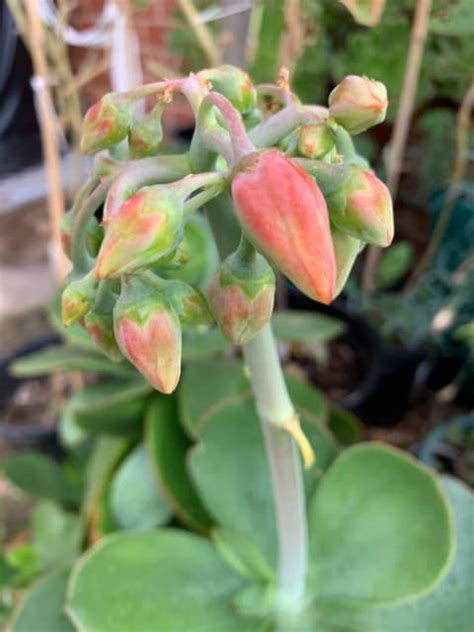 Large Calanchoe Flapjack Paddle Plant Succulent In A Pot Plants