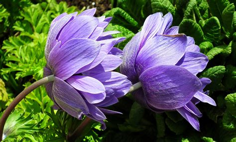 Immagine Due Colore Viola Fiori Anemone Da Vicino X